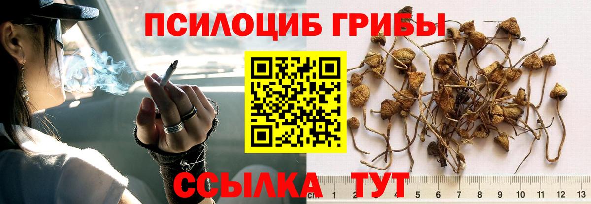 Псилоцибиновые грибы Psilocybine cubensis Оренбург